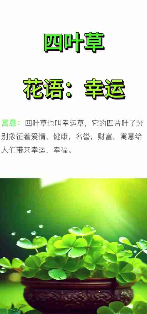 揭秘幸运技巧，让幸运之花绽放，揭秘幸运秘诀，让你的幸福之花在你心中盛开，揭秘幸运之花，如何让你的幸福之花在你心中盛开？